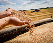 О перспективах роста цен на зерно в РФ