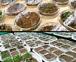 Эксперимент по прорастанию семян в загрязненной керосином почве провели географы МГУ